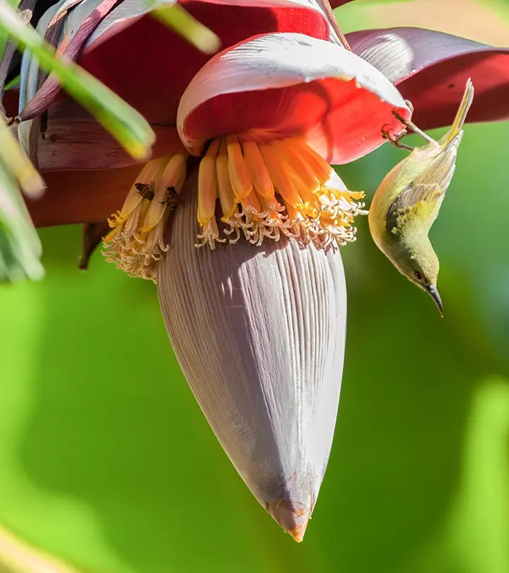 केले के फूल के फायदे, उपयोग और नुकसान – Banana Flower Benefits, Uses and Side Effects in Hindi_image