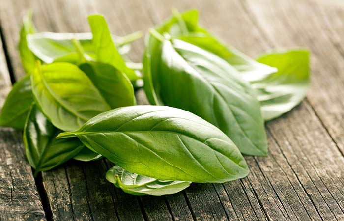  Basil leaves