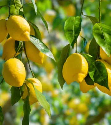 नींबू के पत्ते के 11 फायदे और नुकसान – Benefits Of Lemon Leaves in Hindi_image