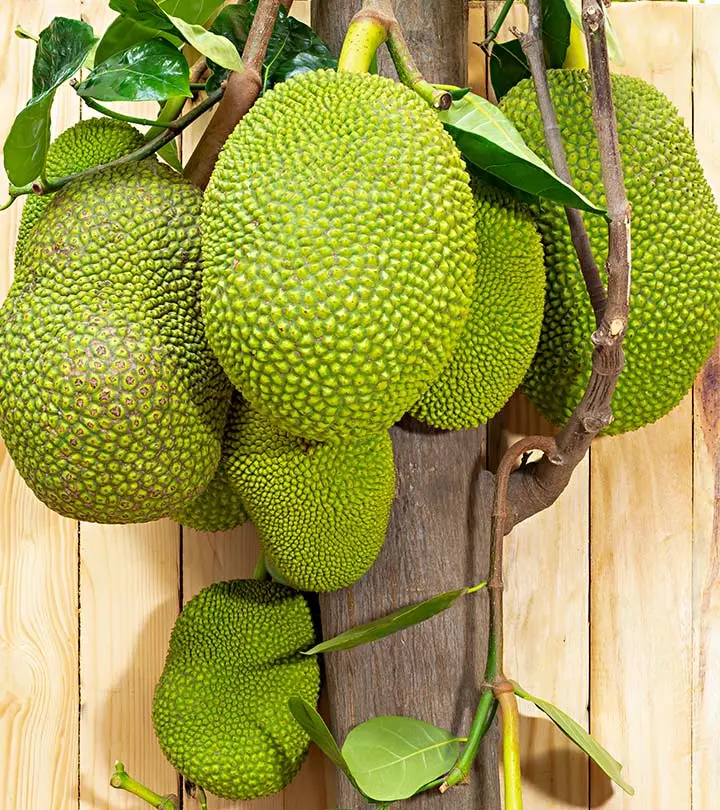 कटहल के 12  फायदे, उपयोग और नुकसान – Benefits of Jackfruit in Hindi_image