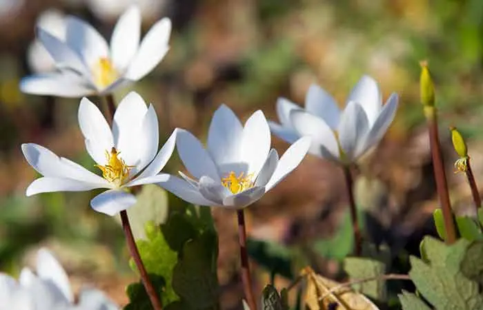 Bloodroot Herb to Vomit in Hindi