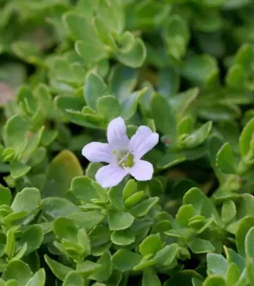 ब्राह्मी के 20 फायदे, उपयोग और नुकसान – Brahmi Benefits, Uses and Side Effects in Hindi_image