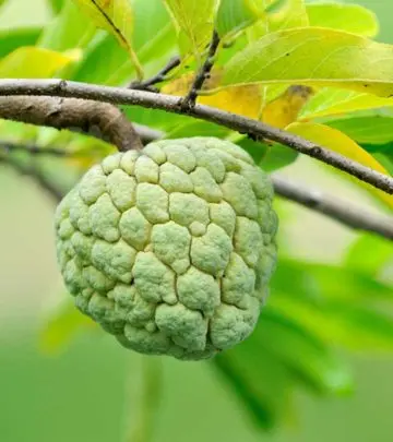 सीताफल के 10 फायदे और नुकसान – Custard Apple (Sitafal) Benefits and Side Effects in Hindi_image