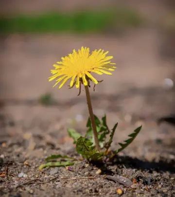 सिंहपर्णी के फायदे और नुकसान – Dandelion Benefits and Side Effects in Hindi_image