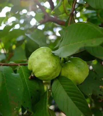 अमरूद के पत्ते के फायदे और नुकसान – Guava Leaves Benefits and Side Effects in Hindi_image