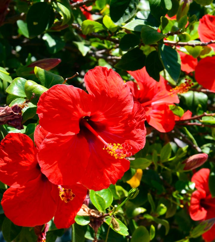 hibiscus-oil-for-hair