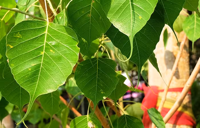 How to Use Peepal in Hindi