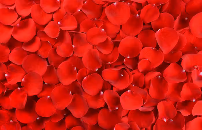 How to Use Rose Petals in Hindi