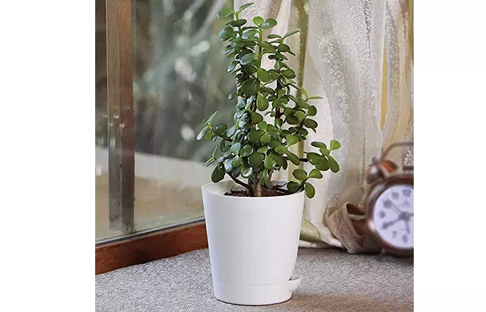 Indoor plant