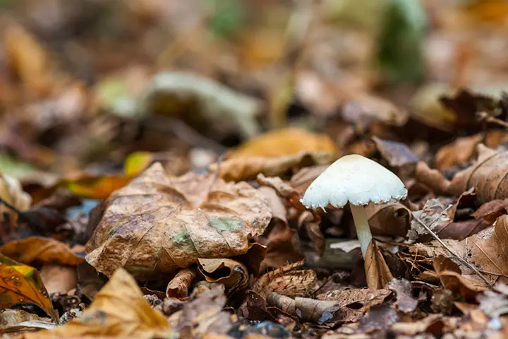 Inocybe Geophylla