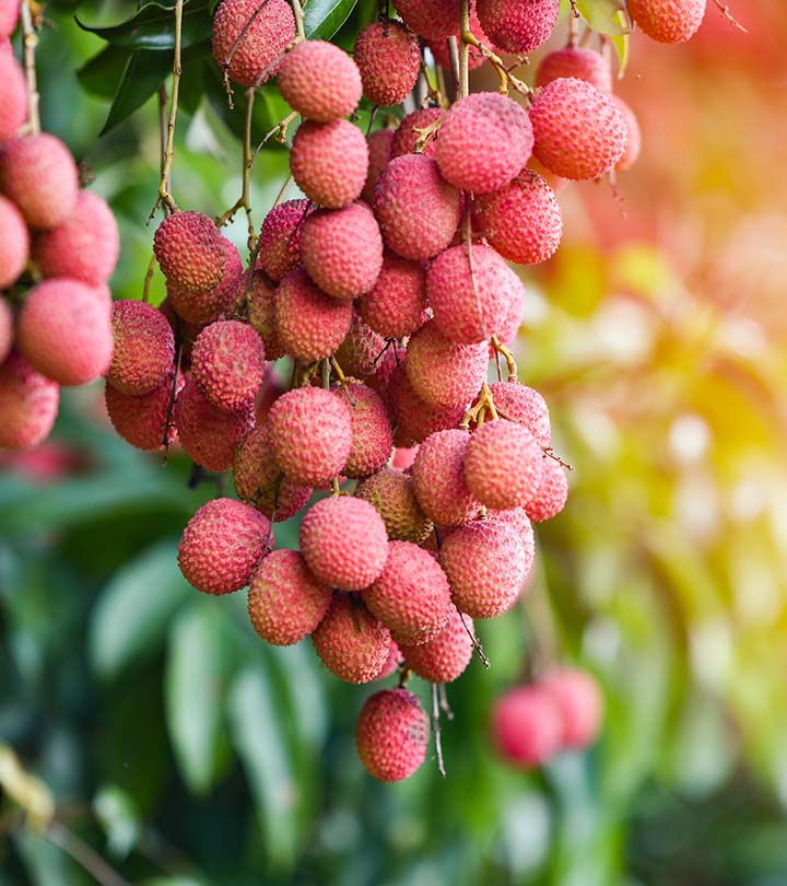 लीची के 17 फायदे, उपयोग और नुकसान – Litchis (Lychees) Benefits and Side Effects in Hindi_image