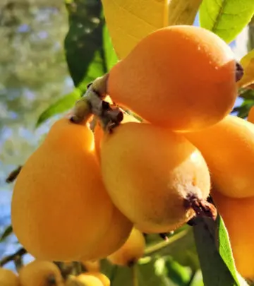 लोकाट के फायदे और नुकसान – Loquat Benefits and Side Effects in Hindi_image