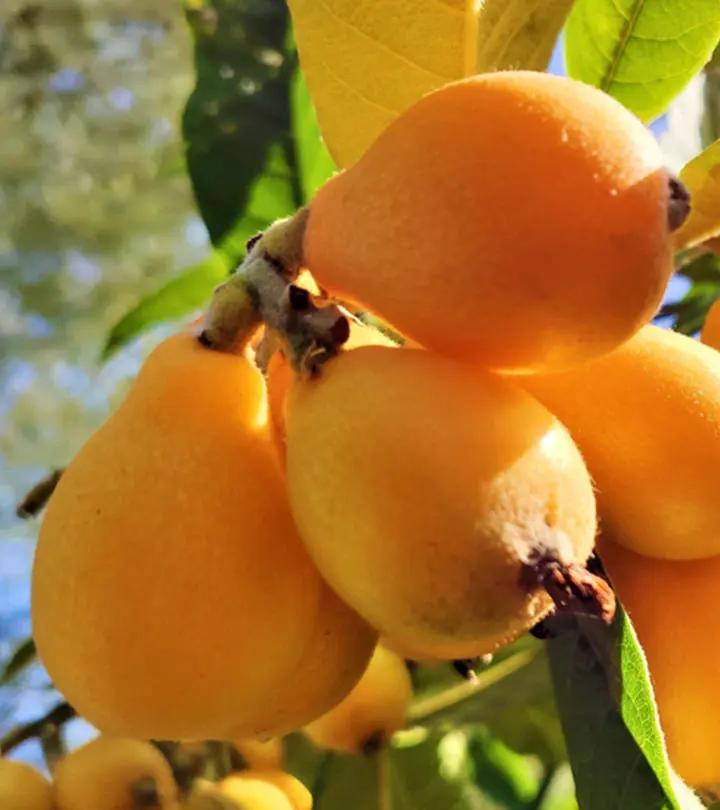 लोकाट के फायदे और नुकसान – Loquat Benefits and Side Effects in Hindi_image