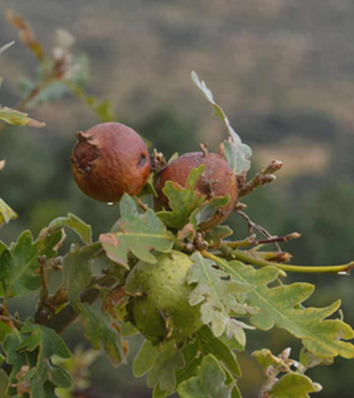 माजूफल के फायदे और नुकसान – Majuphal (Oak Gall) Benefits and Side Effects in Hindi