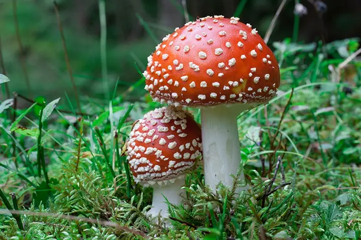 Muscaria