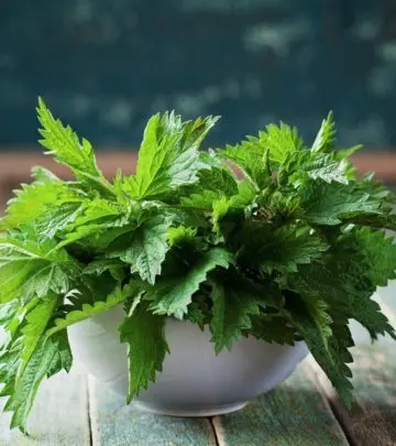 बिच्छू बूटी (बिछुआ पत्ती) के 10 फायदे, उपयोग और नुकसान – Nettle Leaf Benefits, Uses and Side Effects in Hindi_image