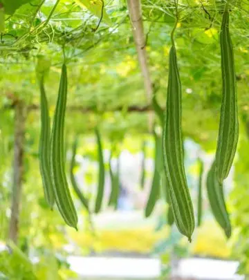 तुरई के फायदे और नुकसान – Ridge Gourd (Turai) Benefits and Side Effects in Hindi_image