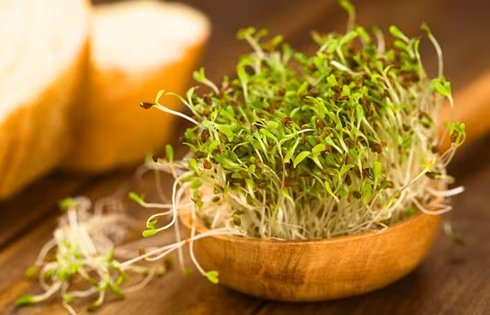 Sprouted alfalfa