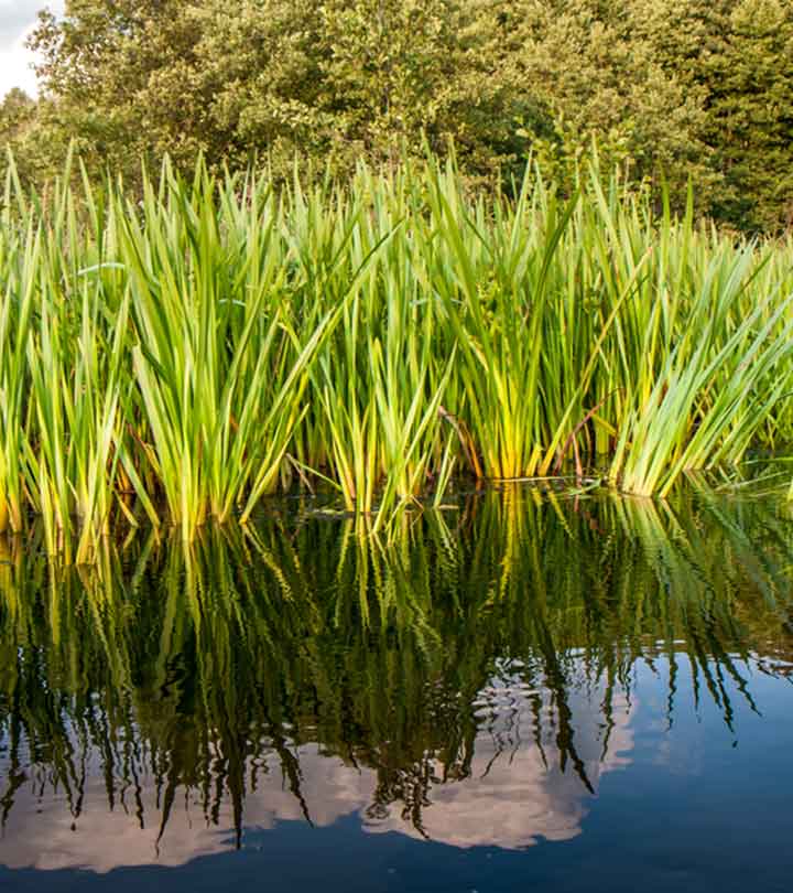 वच के औषधीय प्रयोग 15 फायदे और नुकसान – Sweet Flag (Vacha)/Acorus Calamus Benefits and Side Effects in Hindi