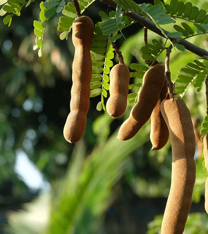 इमली के पत्ते के फायदे और नुकसान – Tamarind Leaves Benefits and Side Effects in Hindi_image