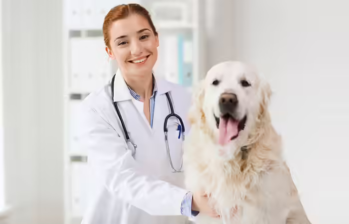 Veterinarians are one of the jobs dominated by women Veterinarians are one of the jobs dominated by women