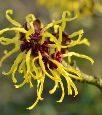 विच हेज़ल के 15 फायदे और नुकसान – Witch Hazel Benefits and Side Effects in Hindi_image