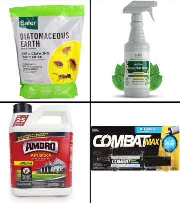 11 Best Outdoor Ant Killers That Are Safe To Use, Expert-Approved, 2025