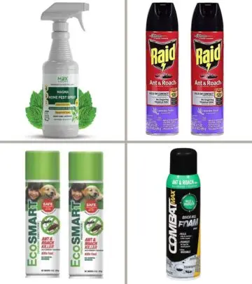 15 Best Roach Killers In 2024, As Per A Pest Control Expert_image