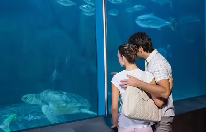 Couple looking at an aquarium Couple looking at an aquarium