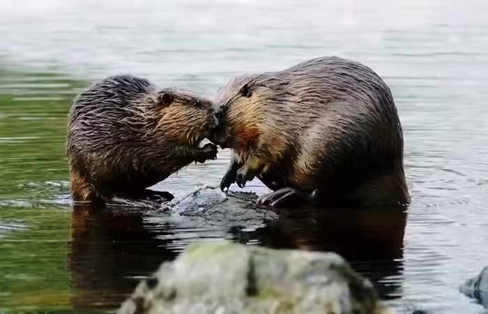 Animals can be monogamous as sell Animals can be monogamous as sell