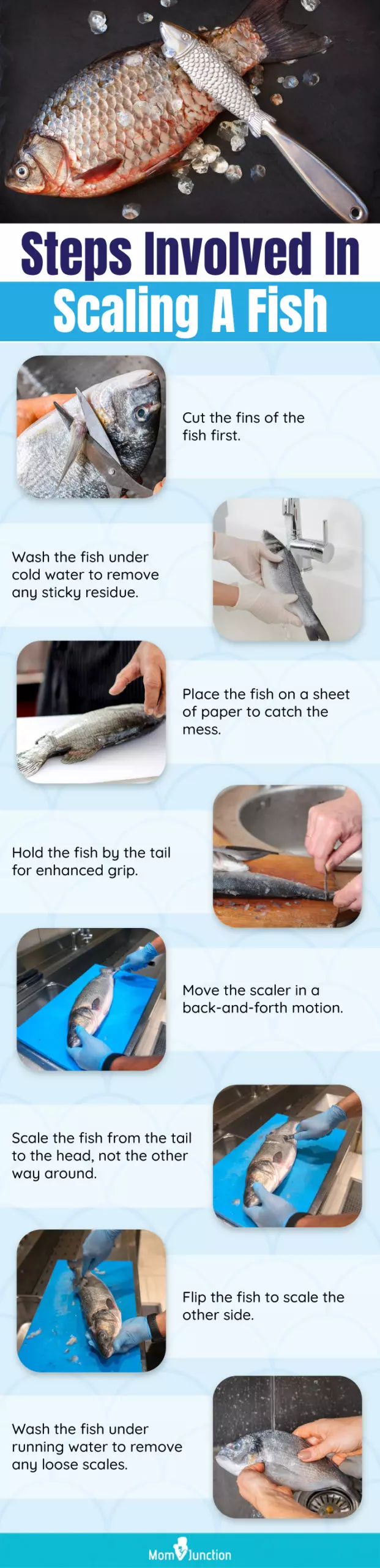 Steps Involved In Scaling A Fish (infographic)