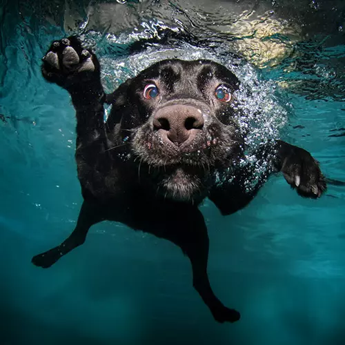 Underwater Dogs