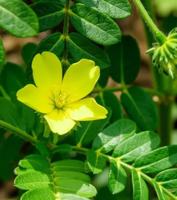 Enhance vitality naturally with this traditional herb's secrets, precautions, and tips!