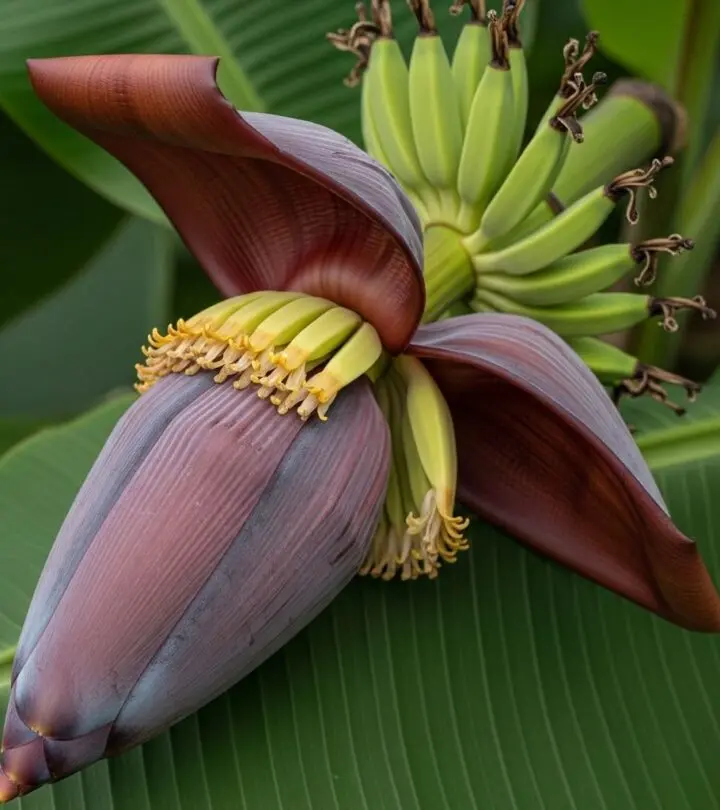 Banana Flower: Surprising Health Benefits, Nutrition & Uses Explore the unique health benefits, nutritional value, and culinary uses of banana flowers to boost wellness naturally.