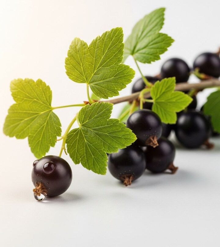 Black Currant Benefits: Transform Your Skin, Hair & Health Discover the powerful antioxidant-rich superfruit that revolutionizes beauty