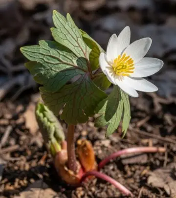 Bloodroot: Uses, Benefits, Risks, and Scientific Insights Discover the medicinal uses, potential benefits, and safety concerns of bloodroot, an herbal remedy rooted in tradition and modern research.