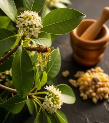 Boswellia: Benefits, Uses, Side Effects, And Research Insights Learn how Boswellia, an ancient herbal resin, delivers inflammation relief, joint care, and wellness based on modern research.