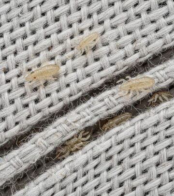 Can Head Lice Live on Pillows and Sheets? Facts & Prevention Guide