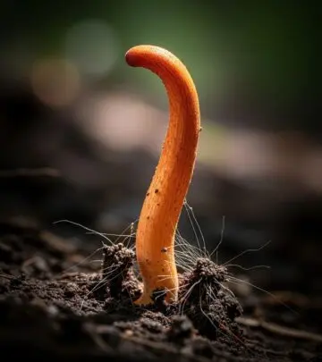 Cordyceps: Unveiling the Powerful Health Benefits, Uses, and Safety Explore the remarkable health benefits and traditional uses of cordyceps, along with scientific insights, dosage guidelines, and safety precautions.