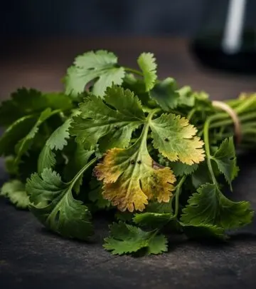 13 Dangerous Side Effects Of Cilantro You Should Know Discover the lesser-known health risks of cilantro, from allergies and stomach issues to drug interactions and liver complications.