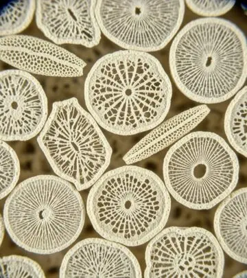 Diatomaceous Earth: Uses, Benefits, and Important Safety Tips Explore the versatile applications, science-backed benefits, and essential precautions of diatomaceous earth for home, health, and garden.