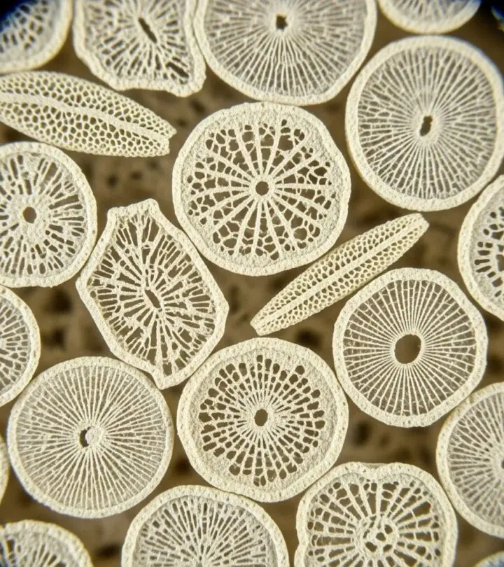 Diatomaceous Earth: Uses, Benefits, and Important Safety Tips Explore the versatile applications, science-backed benefits, and essential precautions of diatomaceous earth for home, health, and garden.