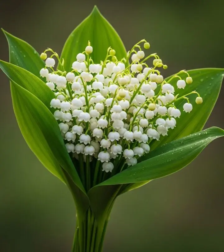 Explore the diverse traditional and scientific health benefits, active components, uses, and safety of Lily of the Valley.