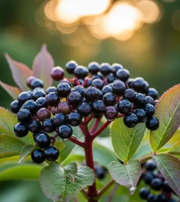 12 Surprising Health Benefits of Elderberries You Need to Know Unlock the amazing healing power of elderberries—discover how these antioxidant-rich fruits support immunity, heart health, and more.