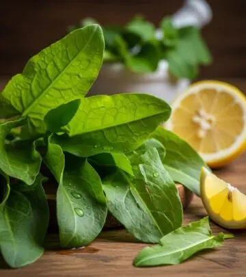 12 Surprising Health Benefits Of Sorrel Leaves Explore the wonderful nutritional and health benefits of sorrel leaves, from boosting immunity and aiding digestion to supporting heart health and more.