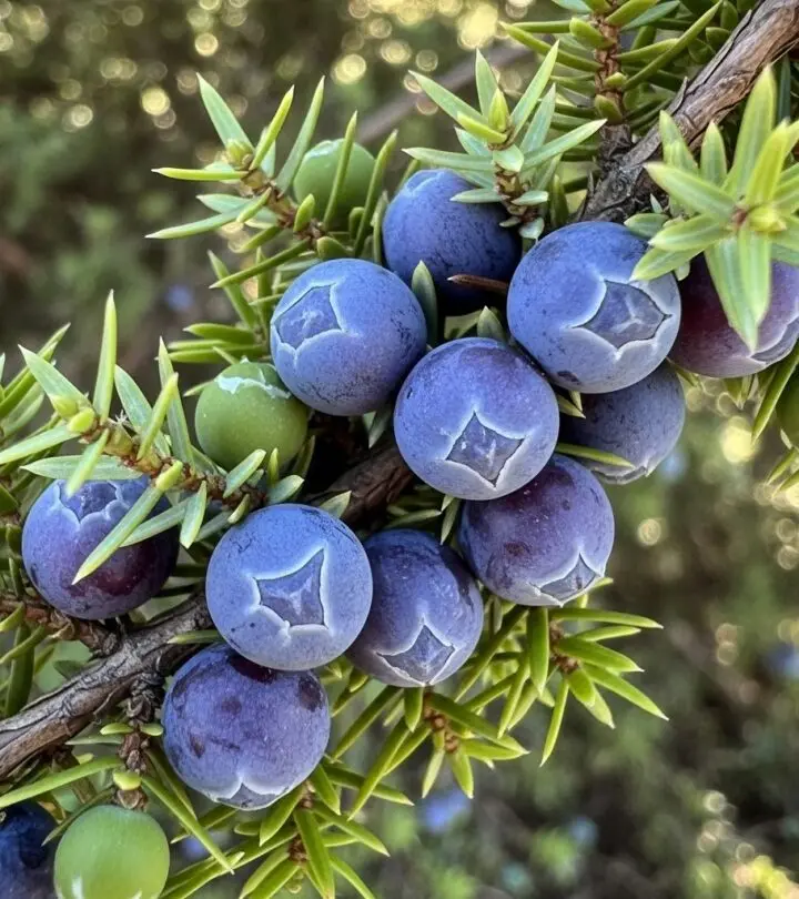 Juniper Berries: Benefits, Uses, Side Effects, and More Explore the health benefits, traditional uses, nutritional values, and safety tips related to juniper berries, with evidence-based insights and FAQs.