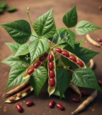 Kidney Beans: Powerful Benefits for Skin, Hair, and Overall Health Unlock the potential of kidney beans for radiant skin, strong hair, and robust health with essential nutrients and science-backed advantages.