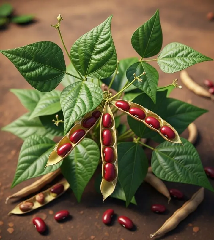 Unlock the potential of kidney beans for radiant skin, strong hair, and robust health with essential nutrients and science-backed advantages.