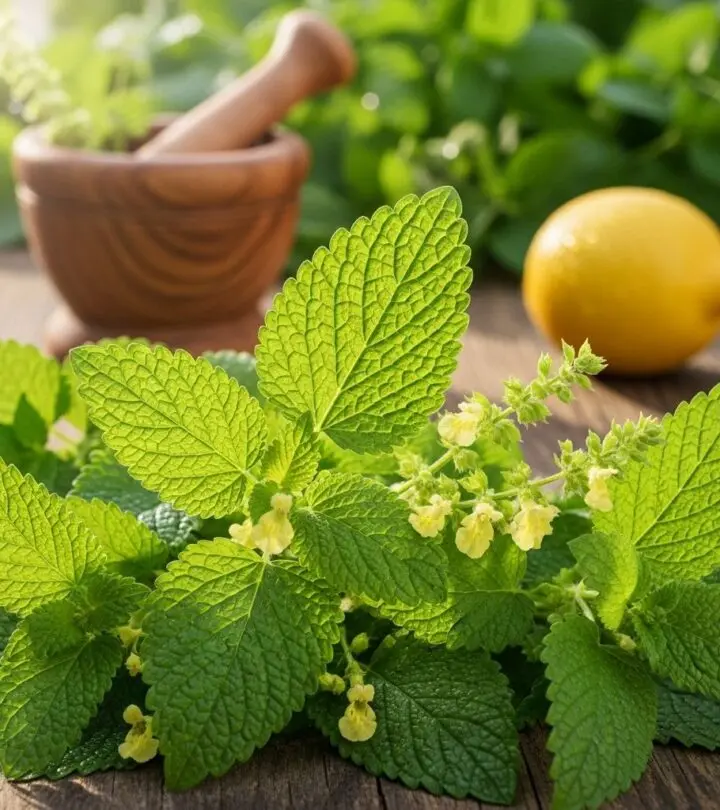 Unlock the time-tested healing power of lemon balm for your mind, body, and everyday health.