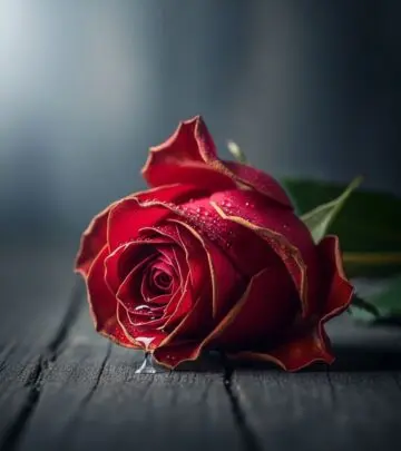 Find the perfect words to convey your heartbreak and emotional pain with these touching sad paragraphs for him and her.